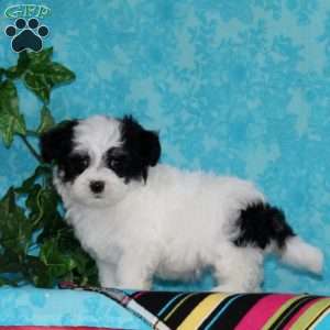 Jared, Maltipoo Puppy